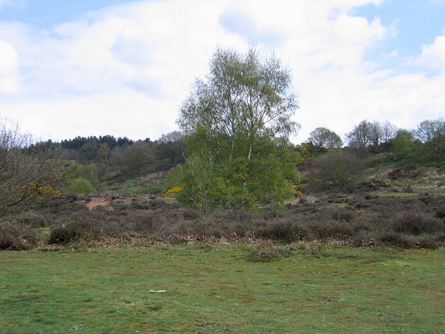 Hartlebury Common from near car park on A4025