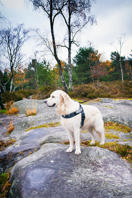 Forêt de Fontainebleau