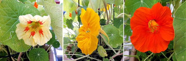 Collage Kapuzinerkresse (Tropaeolum).   ©UdoSm