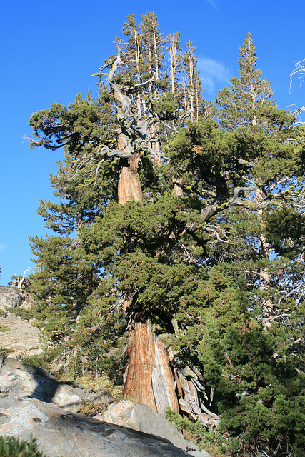 Sierra Juniper