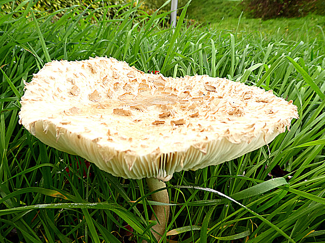 Oatmeal mushroom...