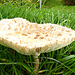 Oatmeal mushroom...