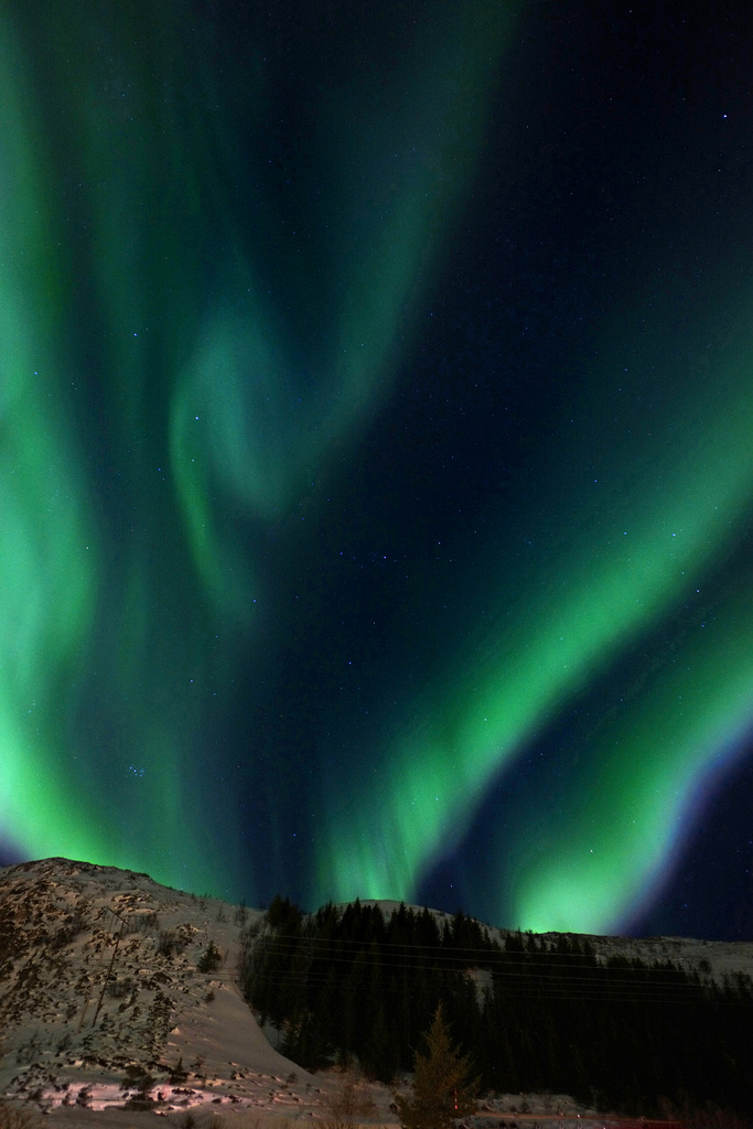 Lofoten, Leknes, Northern lights L1006902