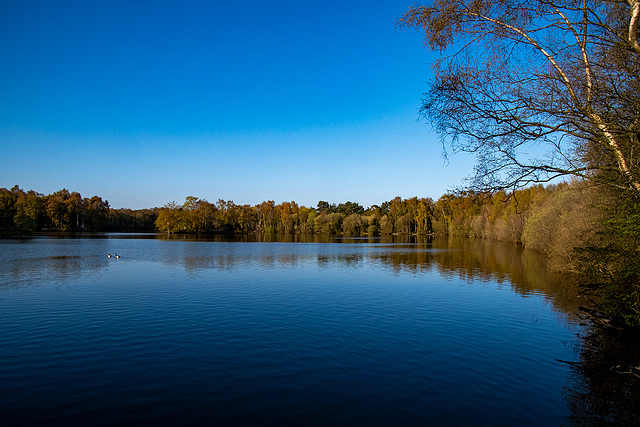 Shakerley Mere