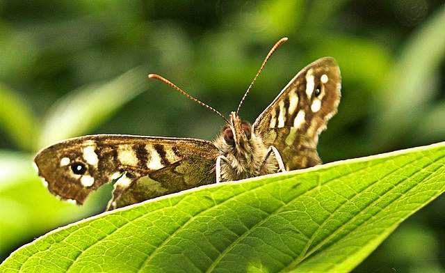 Speckled Wood. Pararge aegeria