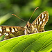 Speckled Wood. Pararge aegeria