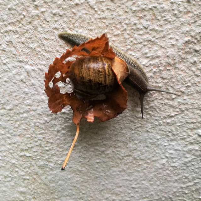 The crowned snail