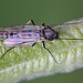20110519 2992+94RMw [D~MI] insekt, Großes Torfmoor, Hille-1