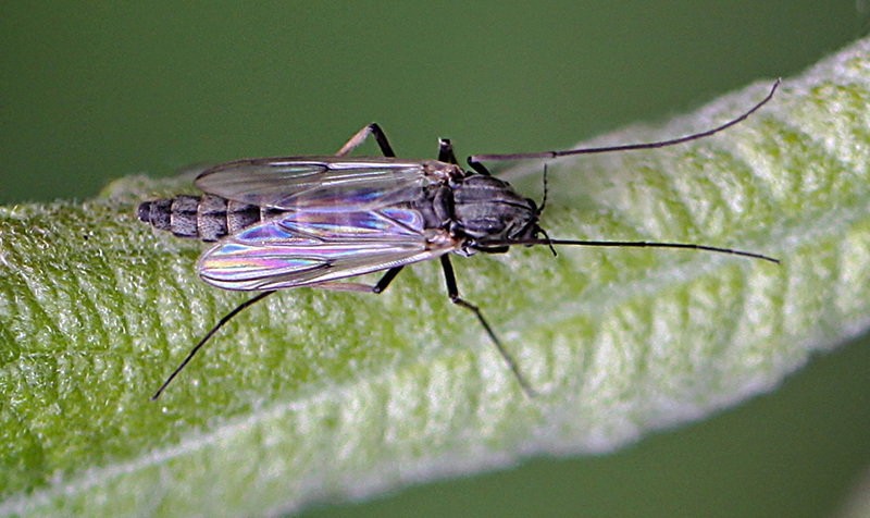 20110519 2992+94RMw [D~MI] insekt, Großes Torfmoor, Hille-1