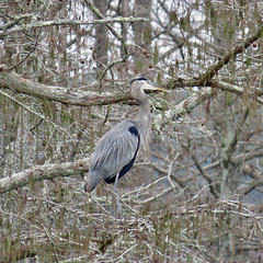 Great blue heron