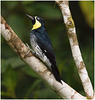 EF7A1782 Acorn Woodpecker