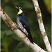 EF7A1782 Acorn Woodpecker