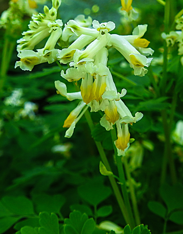 20230531 0489CPw [D~LIP] Blassgelber Schein-Erdrauch (Pseudofumaria alba), UWZ, Bad Salzuflen
