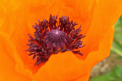 Pavot de mon jardin !