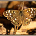 Speckled wood butterfly