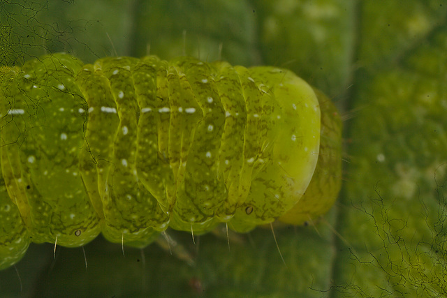 IMG 0224caterpillarcloseup