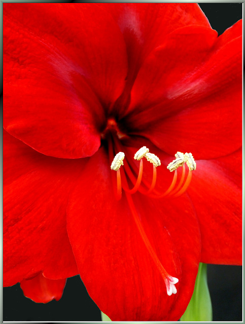 Amaryllis. ©UdoSm