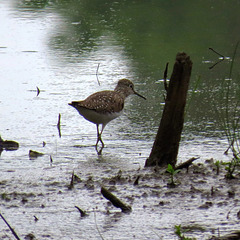 Solitary sandpiper