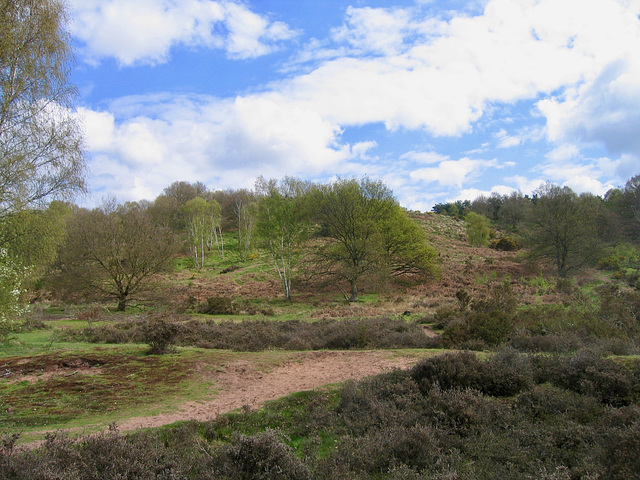 Hartlebury Common from near car park on A4025