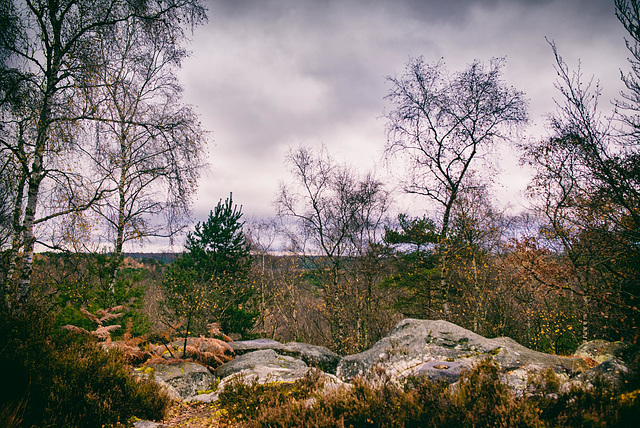 Forêt de Fontainebleau