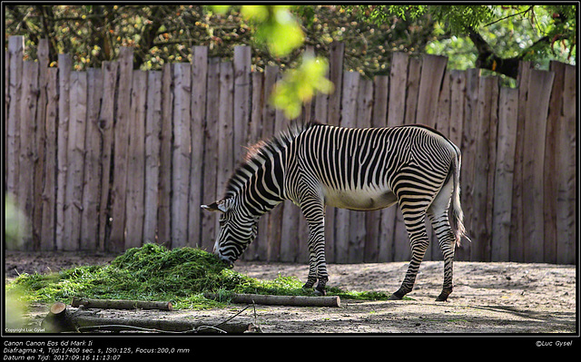 IMG 8455.jpg 2017 09 16  Zoo Planckendael II