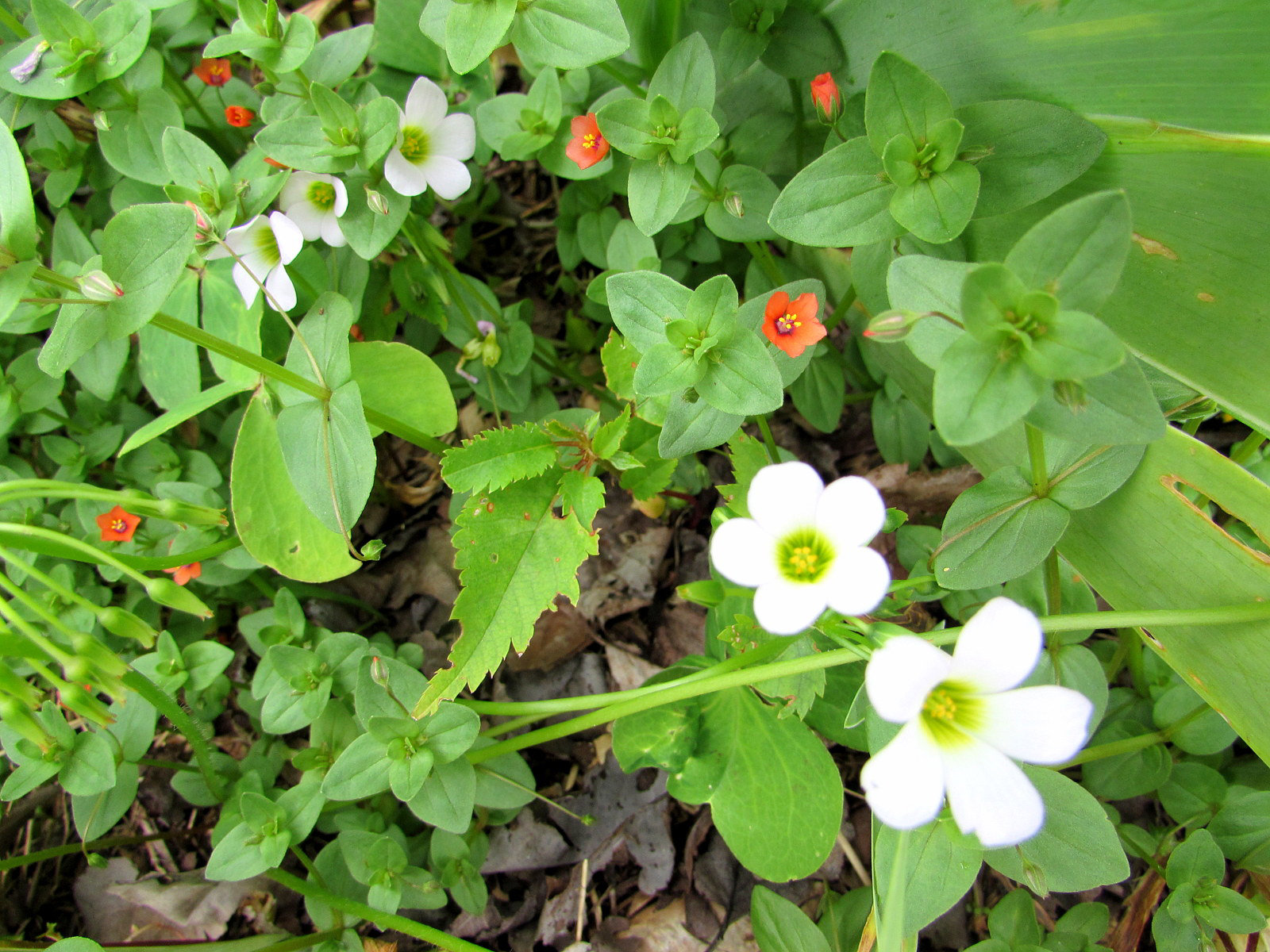 Miniature Beauties.