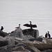 Cormorants on The Cobb, Lyme Regis