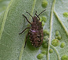 Parent Bug