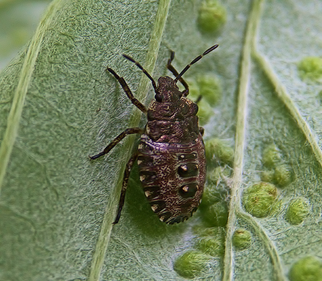 Parent Bug