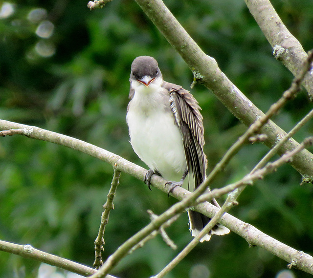 The laughing bird...