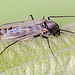 20110519 2996RMw [D~MI] insekt, Großes Torfmoor, Hille
