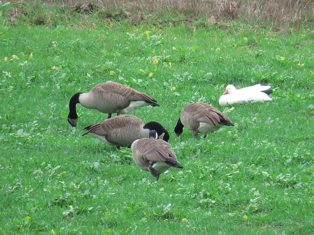 Canada geese & snow goose