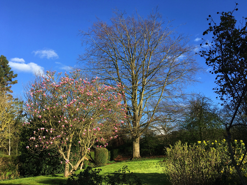 Jardin en fleur