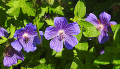 20230531 0491CPw [D~LIP] Kaukasischer Storchschnabel (Geranium ibericum), UWZ, Bad Salzuflen