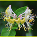 Honeysuckle