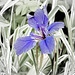 iris bleu
