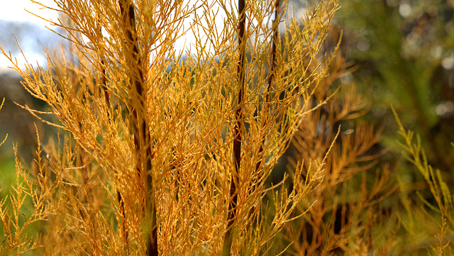 Couleurs d'automne en Haute-Saone ( 70 ). 03.