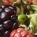 So what is this bright green wee beastie with the colourful markings, feasting on my blackberries?