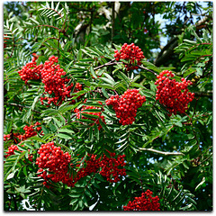 Fruit of the Rowan Tree