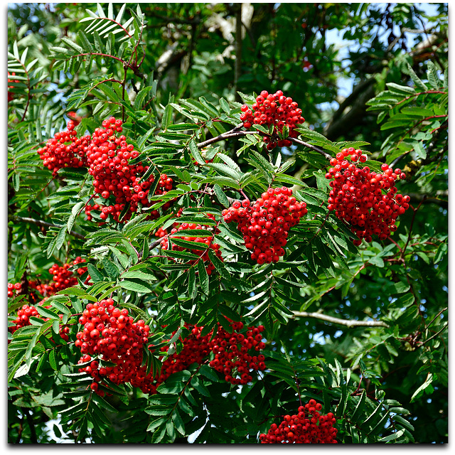 Fruit of the Rowan Tree