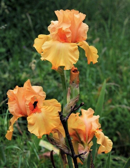 Iris 'Good Show'