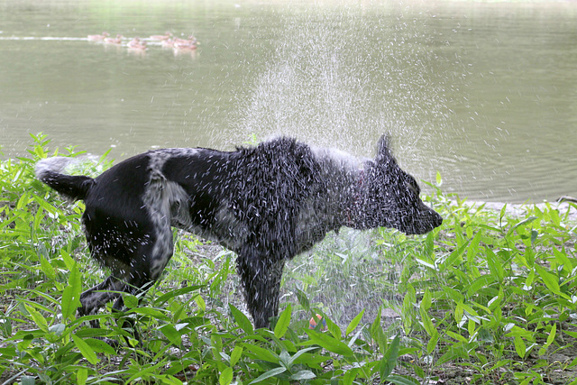 journée mondiale du chien? Ça s'arrose!