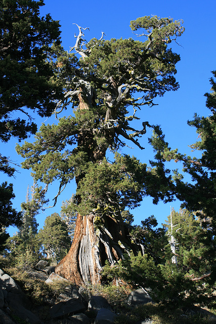 Sierra Juniper