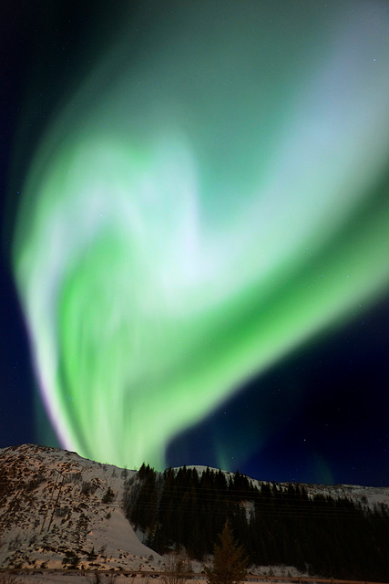 Lofoten, Leknes, Northern lights, a last dance before vanishing