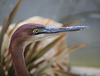 Héron goliath = Ardea goliath, Parc des Oiseaux, Villars-les-Dombes (France)