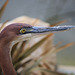 Héron goliath = Ardea goliath, Parc des Oiseaux, Villars-les-Dombes (France)