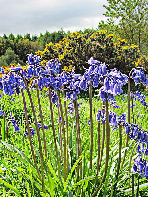Bluebells and Gorse