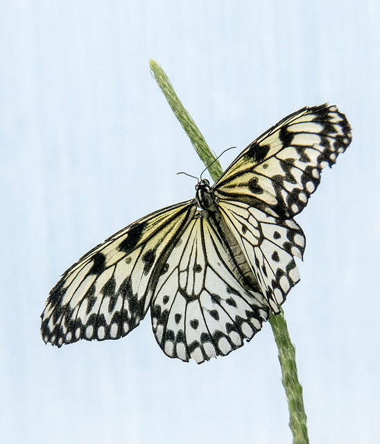 Butterfly macro (1)
