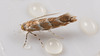 Moth IMG 3861