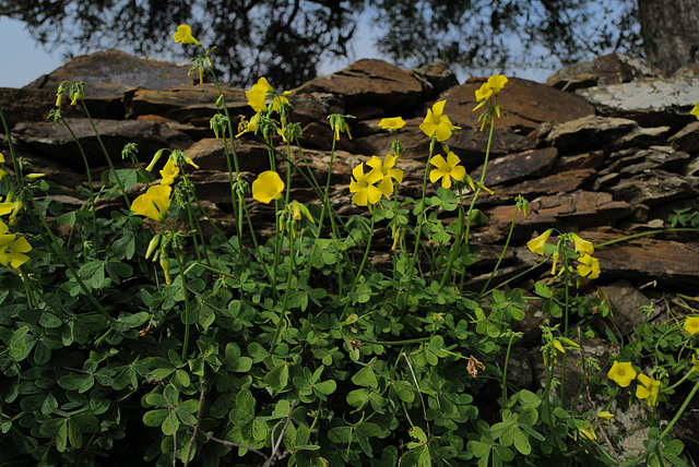 Oxalis pes-caprae, Penedos, happy winter time.